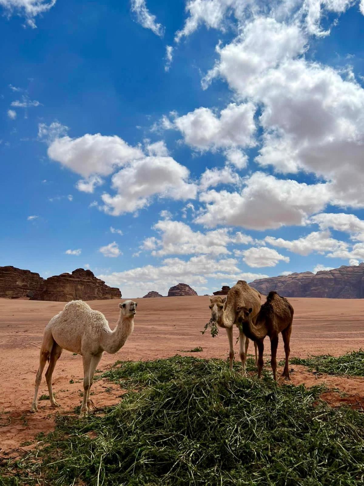 Desert'S Soul Wadi Rum Ad Disah Εξωτερικό φωτογραφία